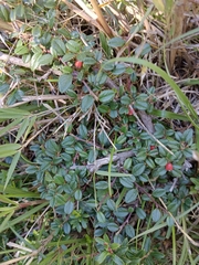 Cotoneaster morrisonensis