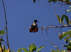 Chrysolampis mosquitus
