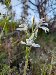 Chloraea multiflora