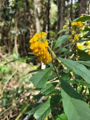 Caamembeca oxyphylla