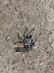 Dugesiella anitahoffmannae