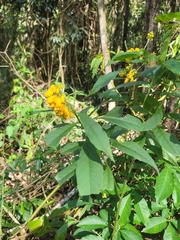 Caamembeca oxyphylla