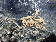 Amphiodia occidentalis