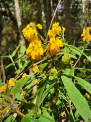 Caamembeca oxyphylla