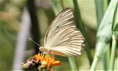 Ascia monuste monuste