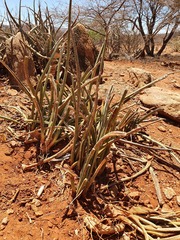 Sansevieria cylindrica