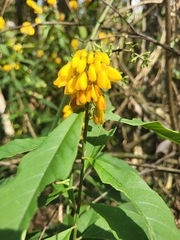 Caamembeca oxyphylla