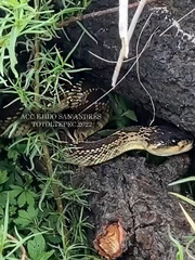 Crotalus molossus nigrescens