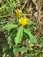 Caamembeca oxyphylla