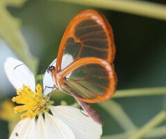 Pteronymia rufocincta