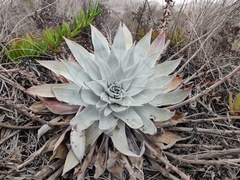 Dudleya brittonii