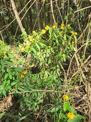 Caamembeca oxyphylla