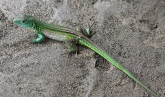 Cnemidophorus lemniscatus