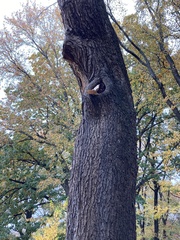 Hypsizygus