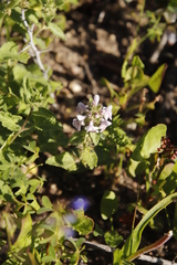 Stachys bolusii