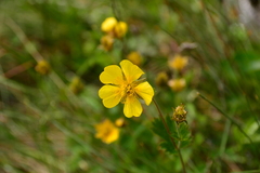 Geum calthifolium