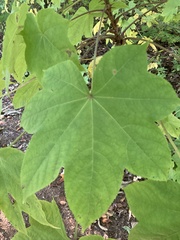 Kalopanax septemlobus