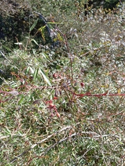 Rosa transmorrisonensis