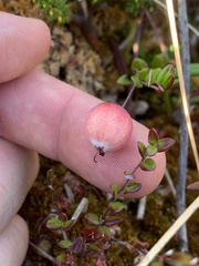 Vaccinium oxycoccos