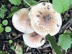 Echinoderma