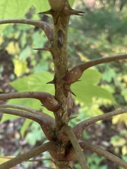 Kalopanax septemlobus