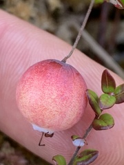 Vaccinium oxycoccos