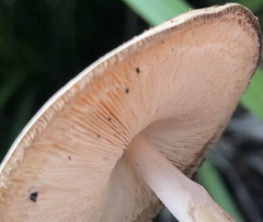 Echinoderma
