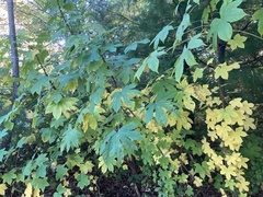 Kalopanax septemlobus