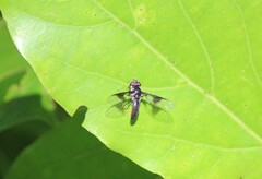 Ocyptamus dimidiatus