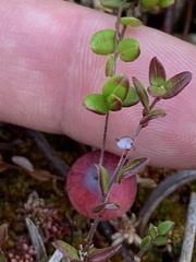 Vaccinium oxycoccos