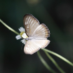 Mestra hersilia