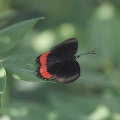 Biblis hyperia