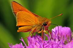 Hesperia meskei straton