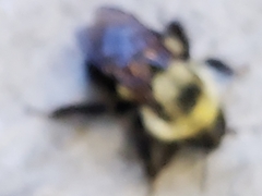 Bombus bimaculatus