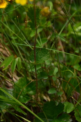 Geum calthifolium