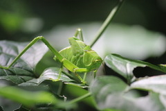Stilpnochlora