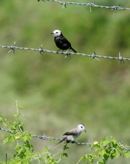 Arundinicola leucocephala