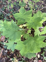 Kalopanax septemlobus