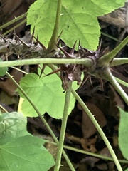 Kalopanax septemlobus