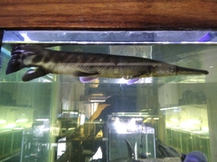 Atractosteus tropicus