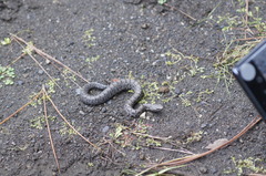 Crotalus transversus