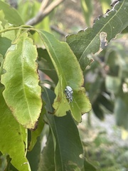 Myllocerus undecimpustulatus