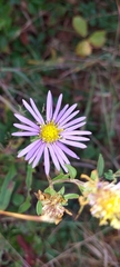 Eurybia spectabilis