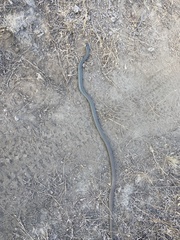 Coluber constrictor mormon