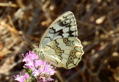 Melanargia larissa