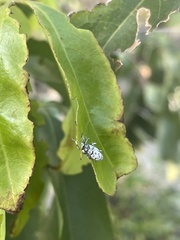 Myllocerus undecimpustulatus