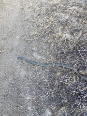 Coluber constrictor mormon