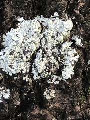 Myelochroa aurulenta