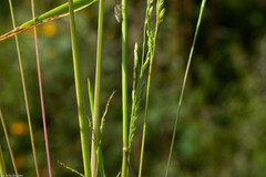 Leersia