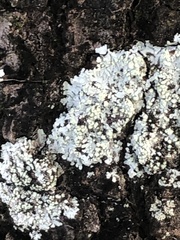 Myelochroa aurulenta